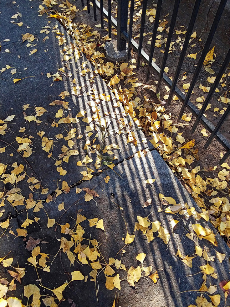 Carolyn McLeod, Ginko Leaves