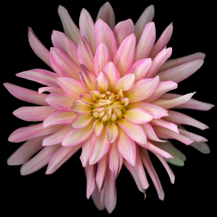 a large pink flower