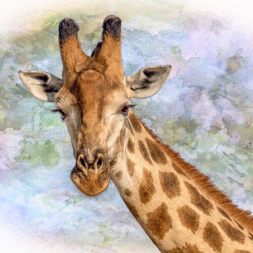 Sandy Dimke, Giraffe Portrait