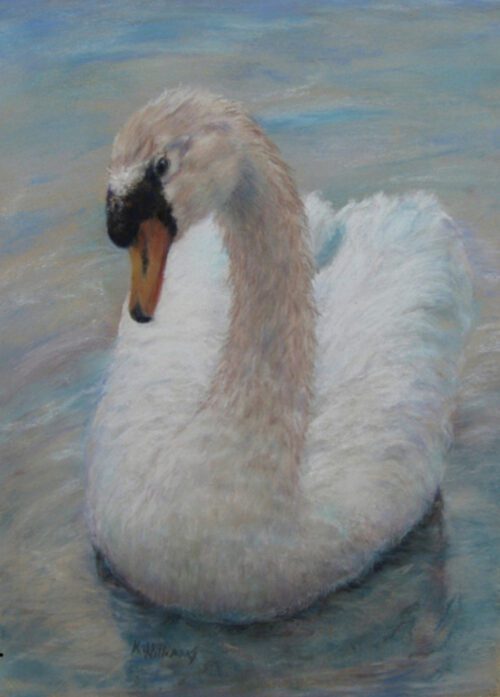 a large white swans sits on the water