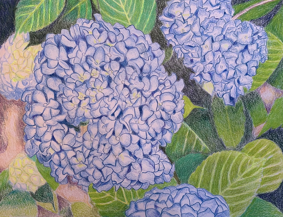 hydrangeas