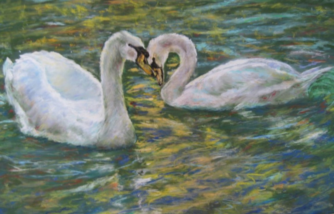 swans