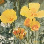 California Poppies