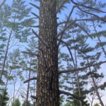 LORI_Soliloquy_oil on canvas_30x24_$3,500