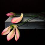 Lotus On A Stone Ledge-