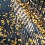 McLeod_ShadowsandGingkoLeaves