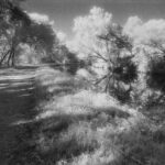 Rogers_Carolyn_SpinningWheel_PlatinumPalladium_11Hx14W_650USD