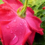 A Rose Dancing in the Rain _ Photography _ Kimmary I MacLean