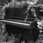 Ebony and Ivory - copy 1