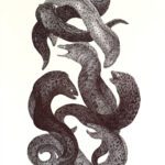 Moray eels_MayyaBork