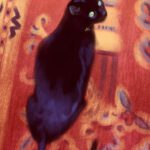 Piglet The Bookstore Cat_MayyaBork