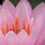 To Feel A Waterlily_Photography_Kimmary I MacLean