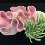 Clay_CoralReminder_3