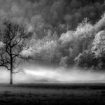Misty Morning at Cataloochee Cove-1