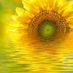 Sunflower Reflection-1