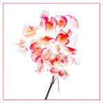 Unleased in Nature-1