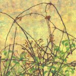 Wood Field Trail copy