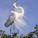 Great Egret in Courtship Display