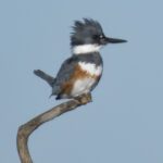 Kingfisher on Outlook