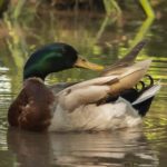 Looking Back (Mallard)