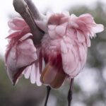 Ruffles and Flourishes (Roseate Spoonbill)