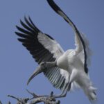 Woodstork Landing