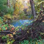 McLeod_Big Chico Creek