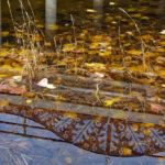 McLeod_Lindo Channel in Autumn