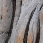 Chamberland_Susan_With the Gain_Photography_12HX8W