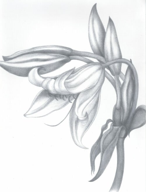 Crinum powellii alba