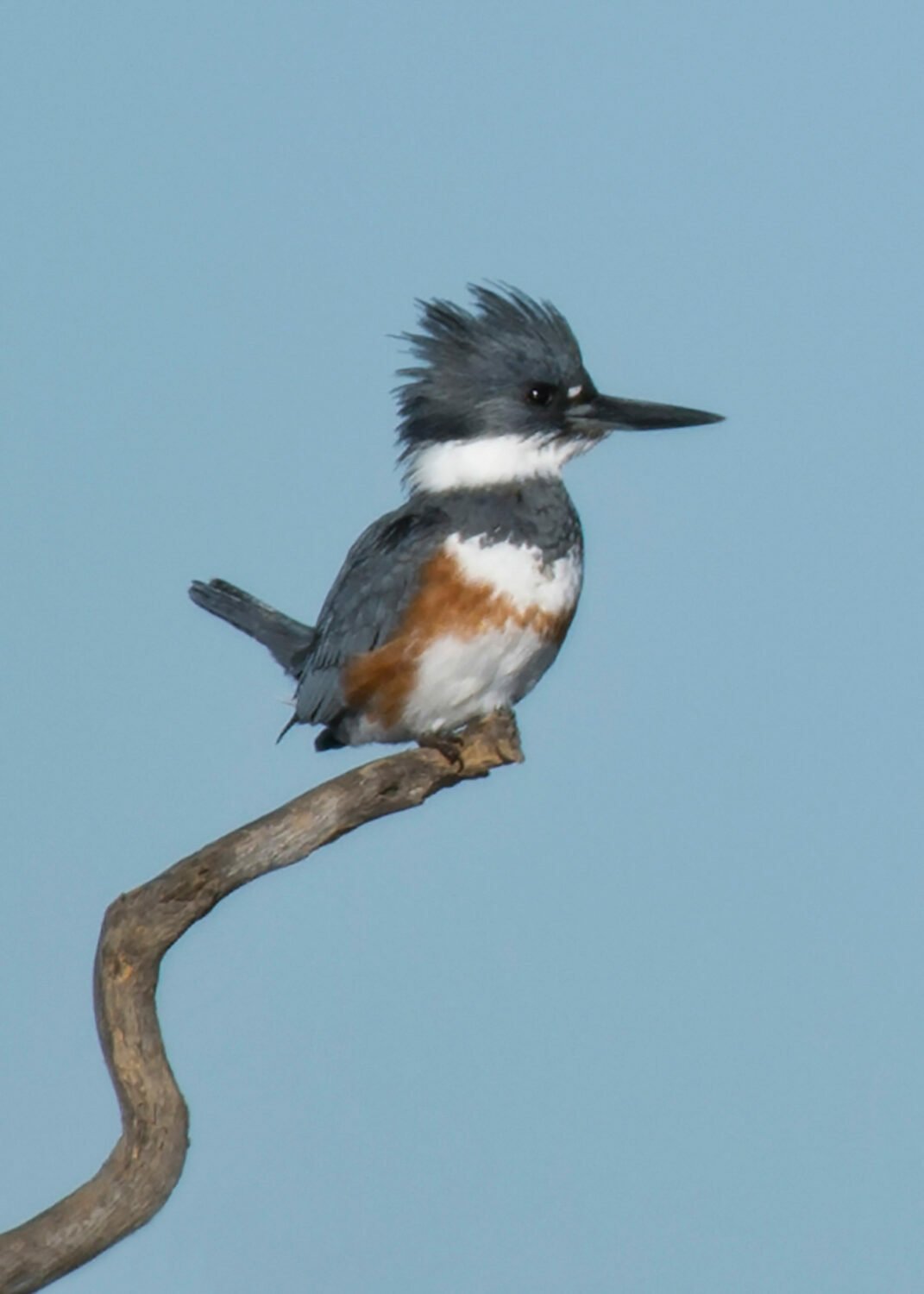 Kingfisher on Lookout