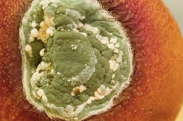 Aging Gracefully, Photograph