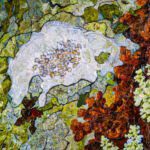 Lecanora Lichen sm