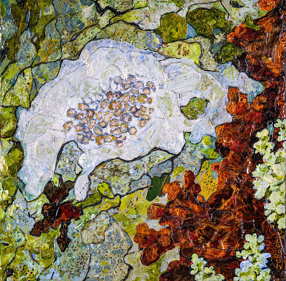 Lecanora Lichen sm