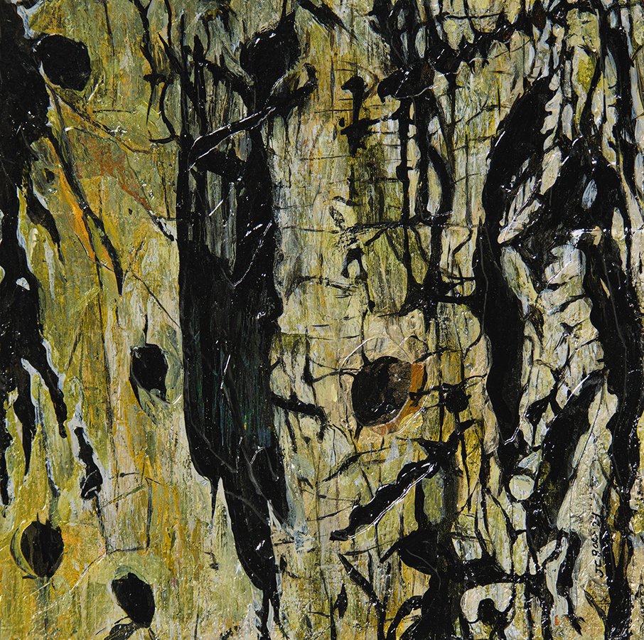 Shagbark Hickory (Carya ovata) sm
