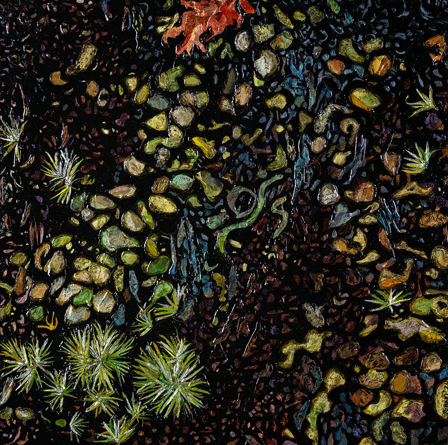 Silvergreen Bryum Moss (Bryum argenteum) sm
