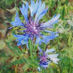 Roadside Attraction.NAWA