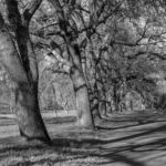 McLeod_Late Afternoon in the Park BW 72dpi.