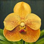 Yellow Vanda