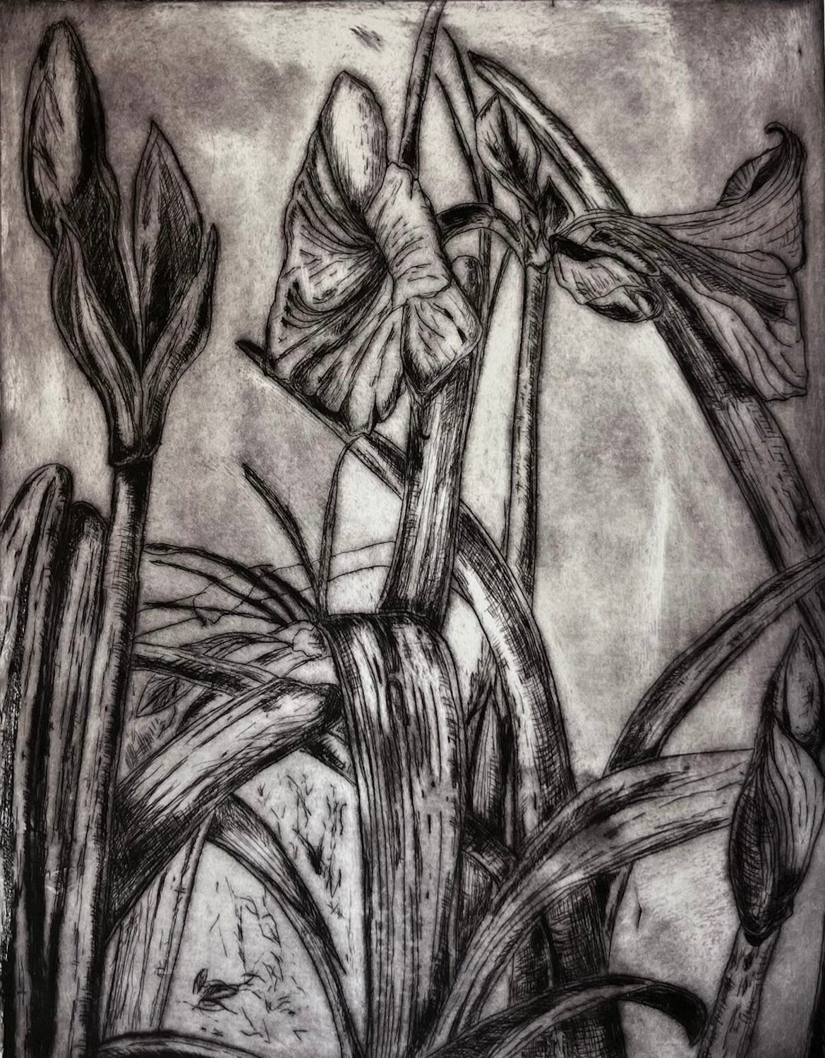 Robin Fruchter (NJ)<br><em>Striped Lily</em>