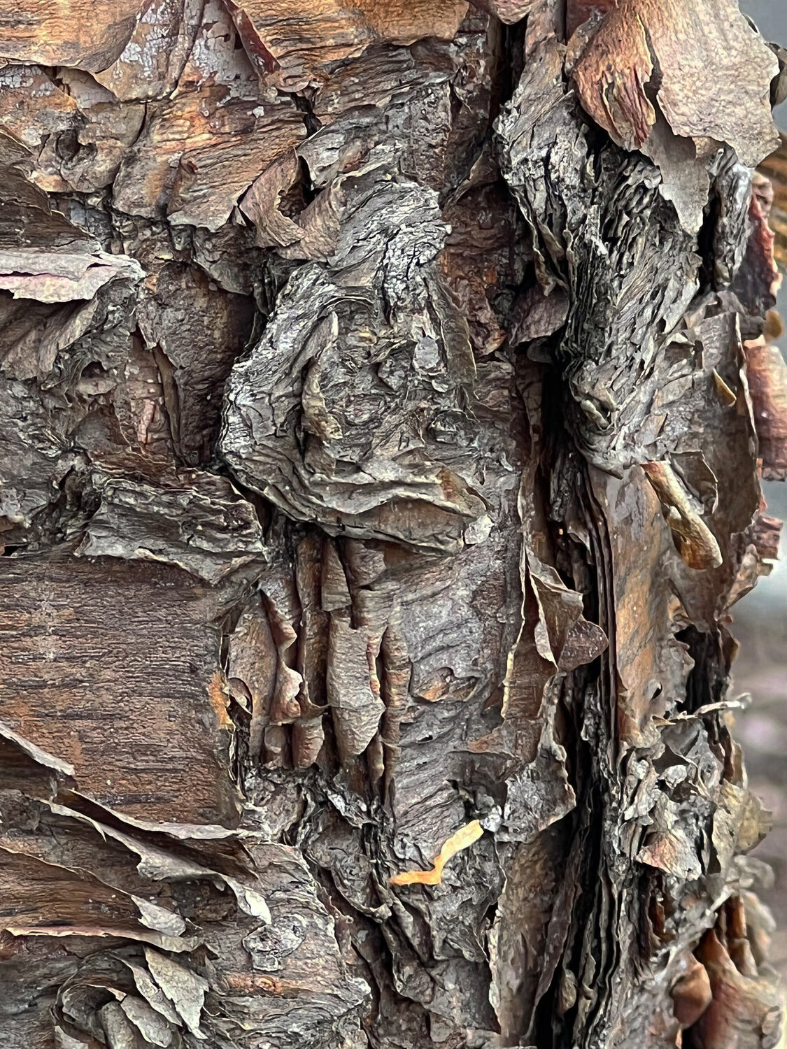 Susan G Hammond (NJ)<br><em>Shedding Birch Bark</em>