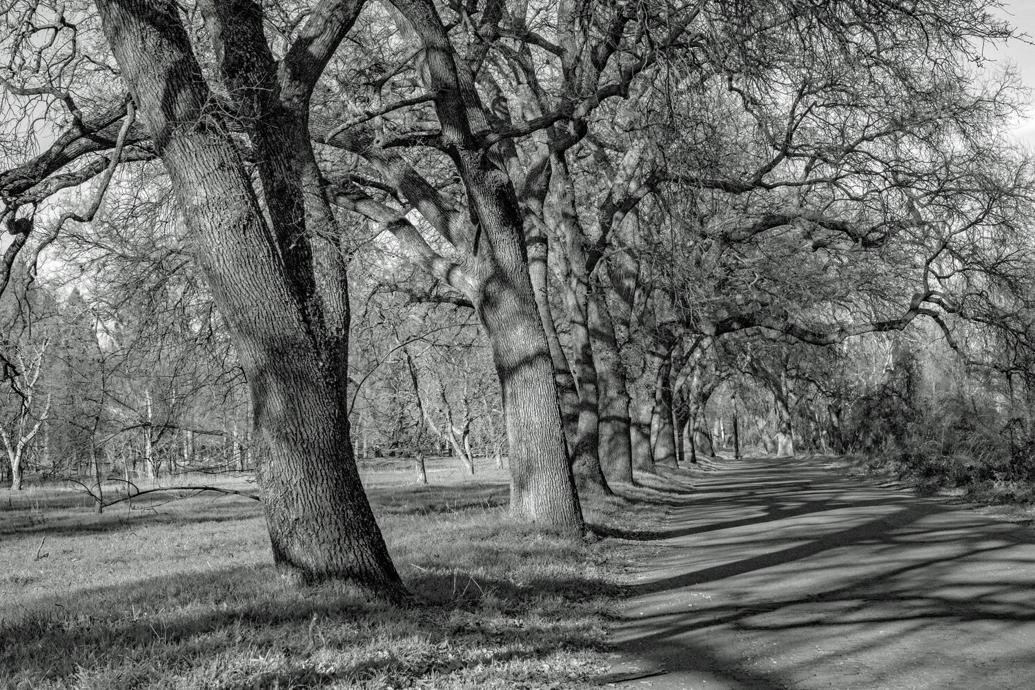 Carolyn McLeod (CA)<br><em>Late Afternoon Shadows in the Park</em>