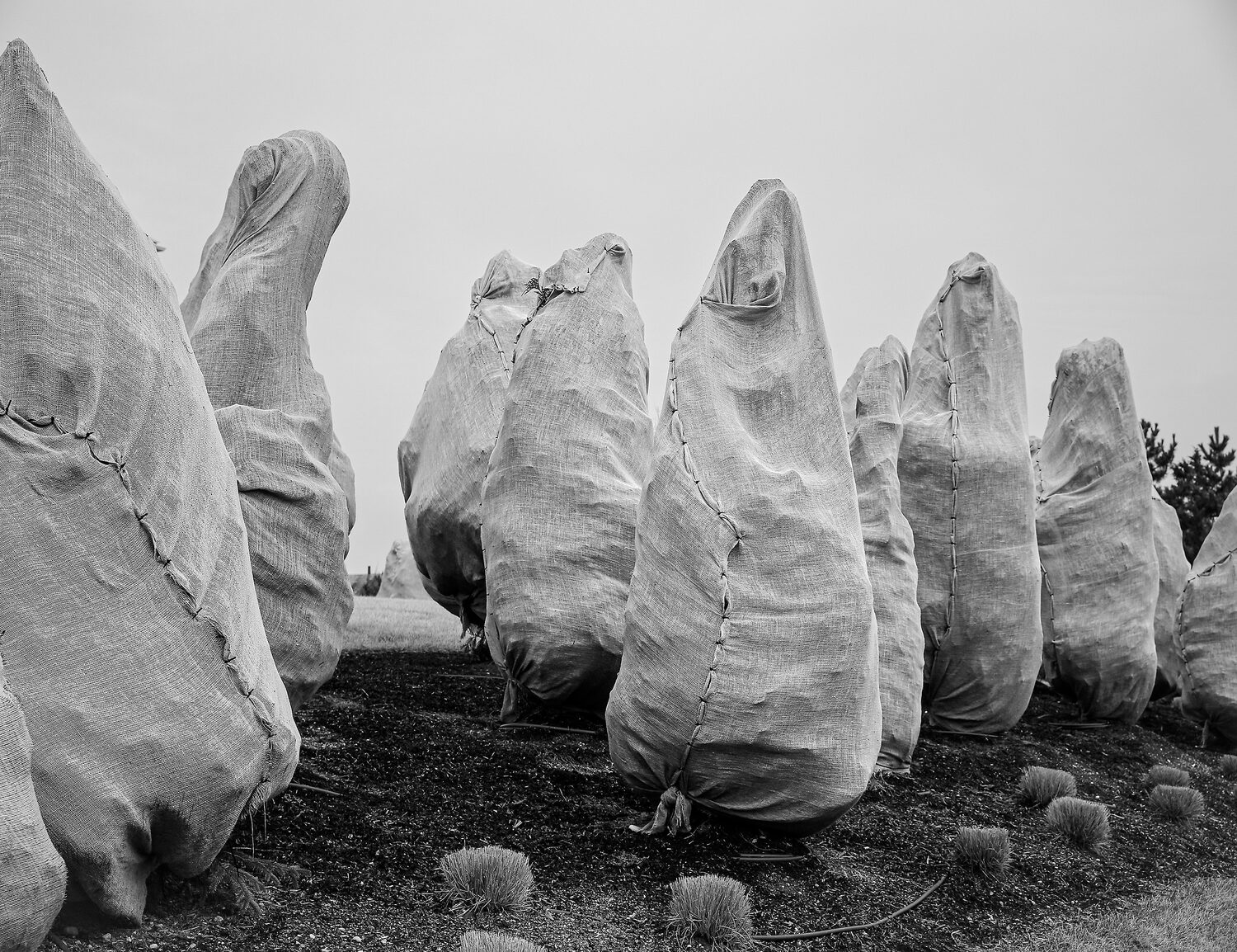 Barbara O'Shea (CT)<br><em>The Gathering</em>