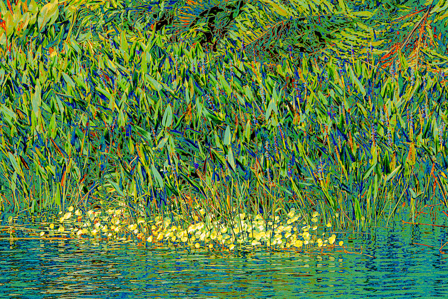 Myrna J Rodkin (FL)<br><em>Wetlands</em>