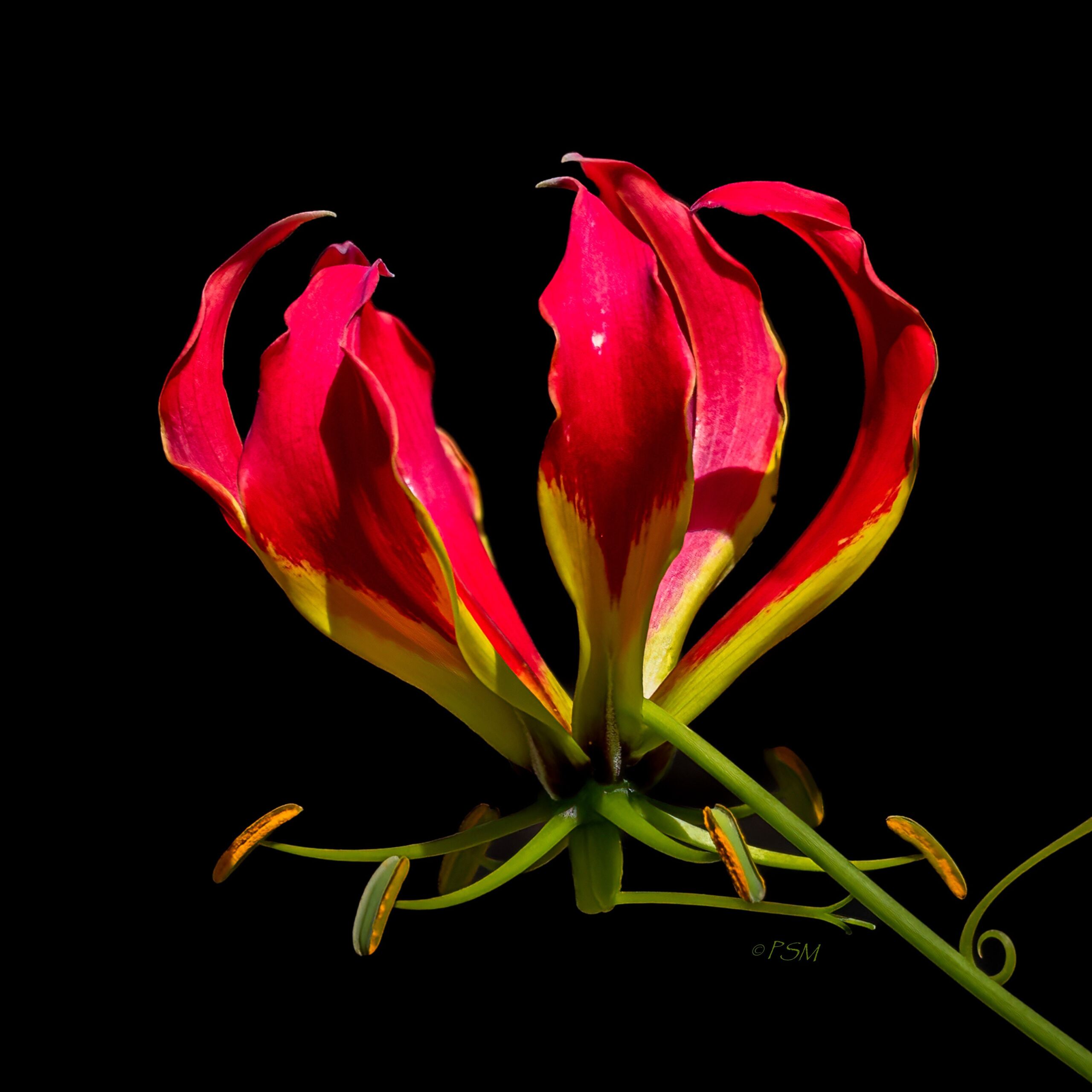 u2192-GloriosoLilyFlowerPortrait_Africa_HiRes_48x48_300dpi_12x12HiQuality