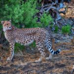 u2256-McGunagle_Doreen_Graceful-Sentinel-of-Botswana_photography-digitally-enhanced_30x45x1_c2024_4500