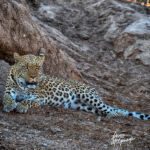 u2256-McGunagle_Doreen_Leopards-Tranquil-Watch_photography-digitally-enhanced_30x45x1_c2024_4500