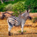 u2256-McGungle_Doreen_True-Colors-of-Africa_photography-digitally-enhanced_30x45x1_c2024_4500