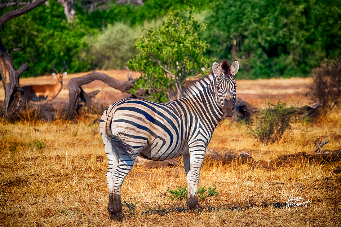 u2256-McGungle_Doreen_True-Colors-of-Africa_photography-digitally-enhanced_30x45x1_c2024_4500