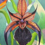Black Orchid